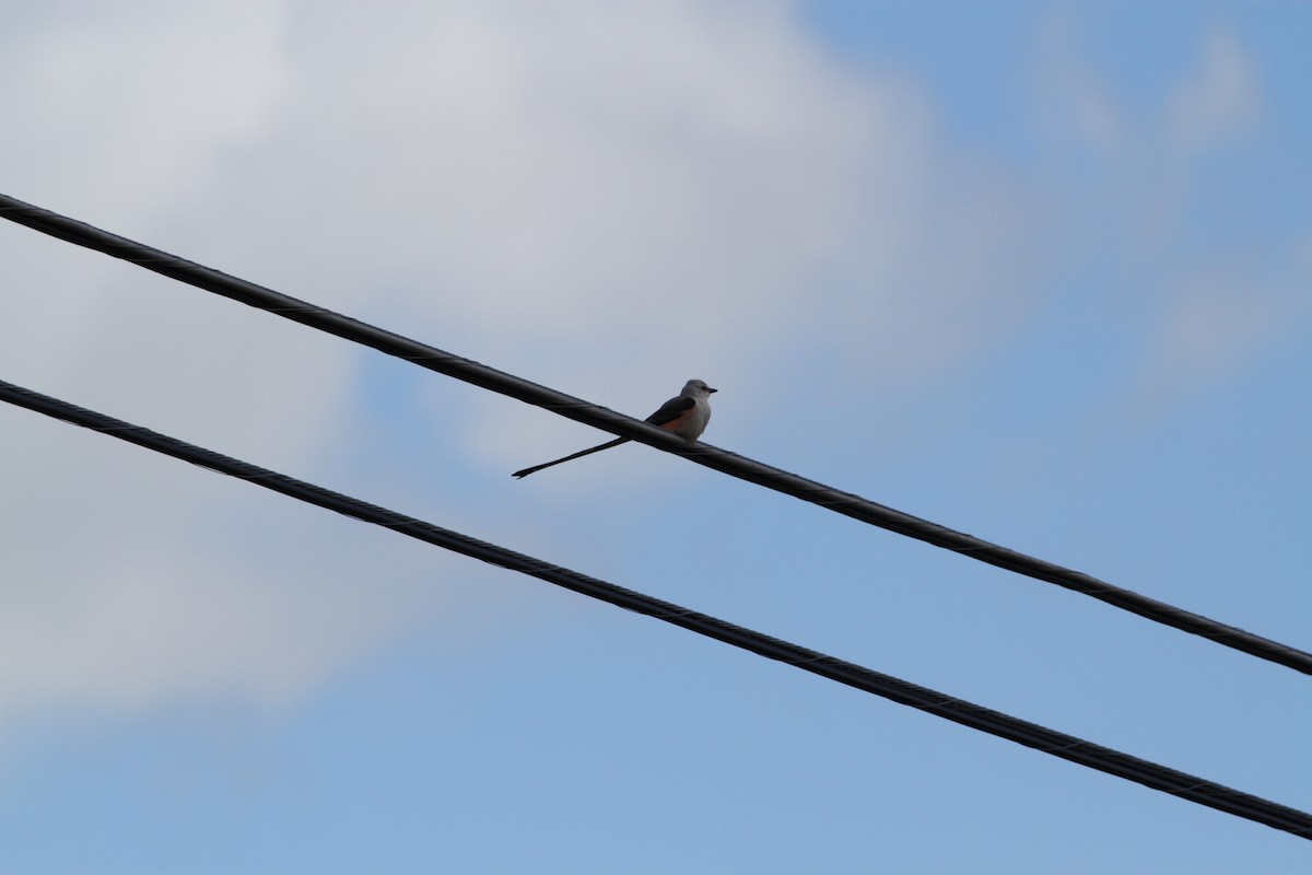 Scissor-tailed Flycatcher - ML448539111