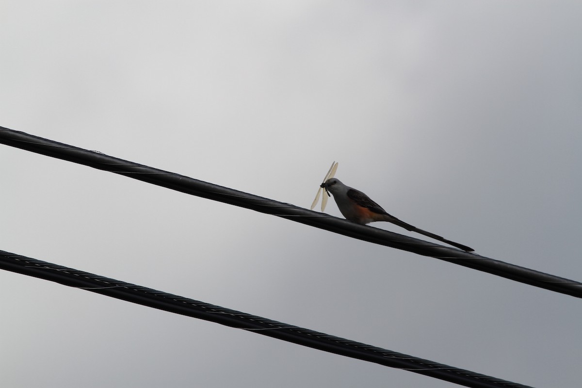 Scissor-tailed Flycatcher - ML448539121