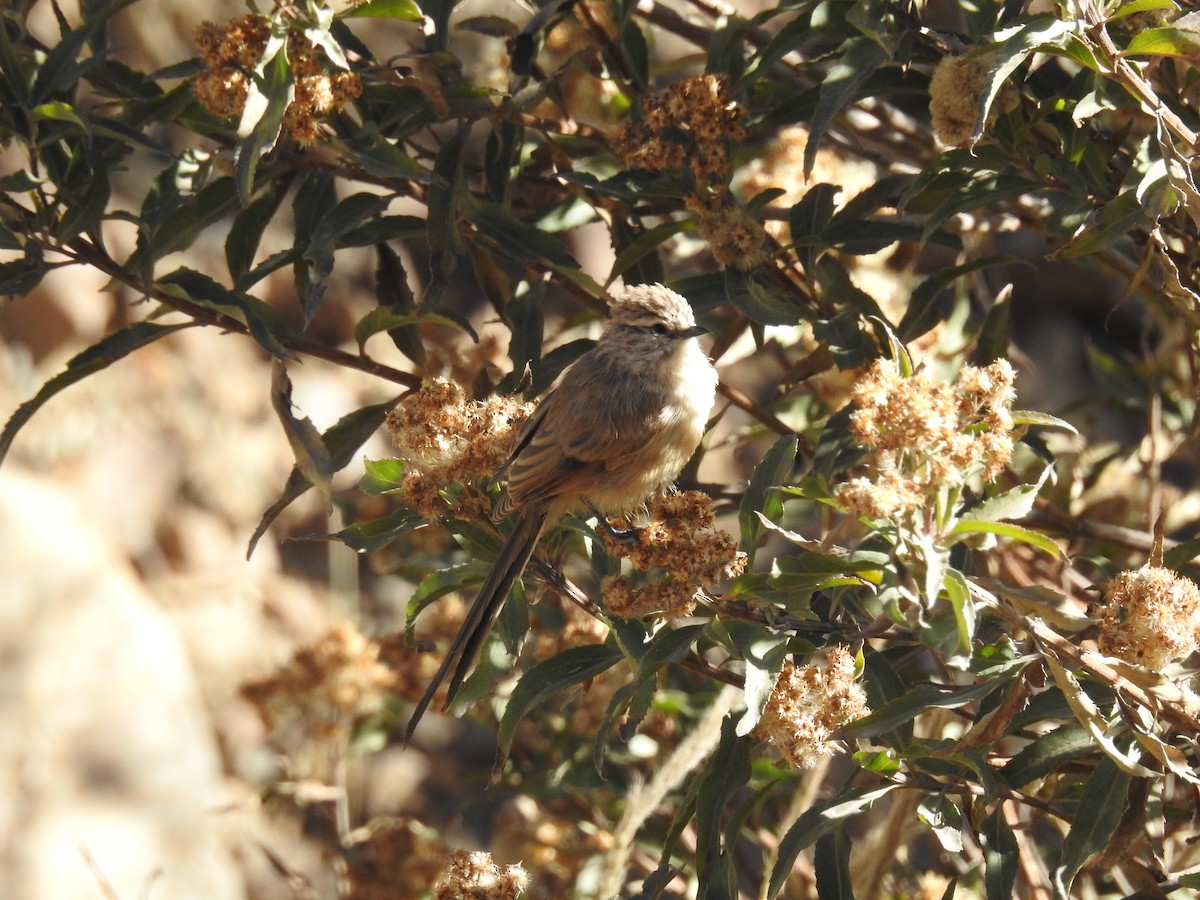 Plain-mantled Tit-Spinetail - ML448541481