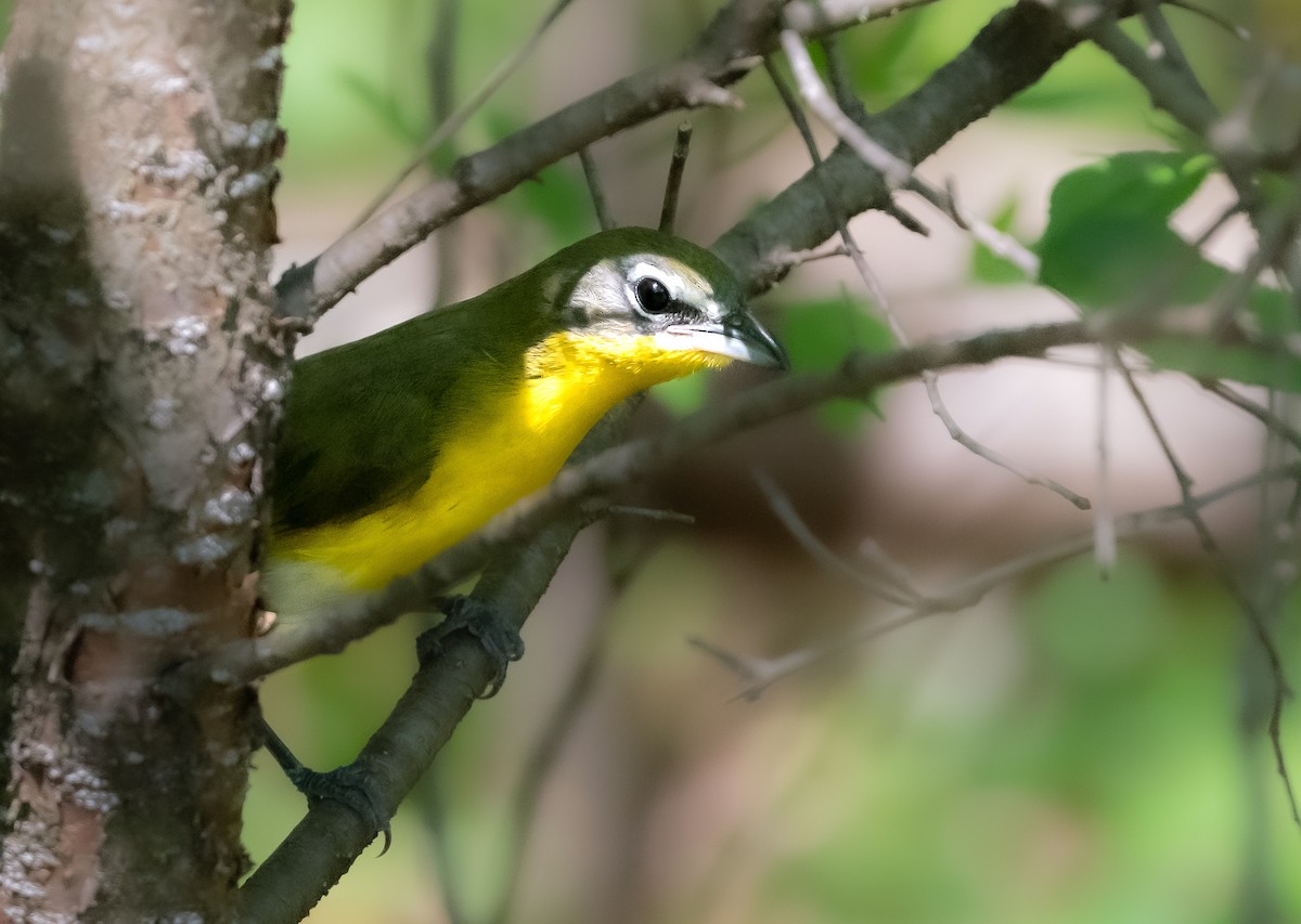 Yellow-breasted Chat - ML448541651