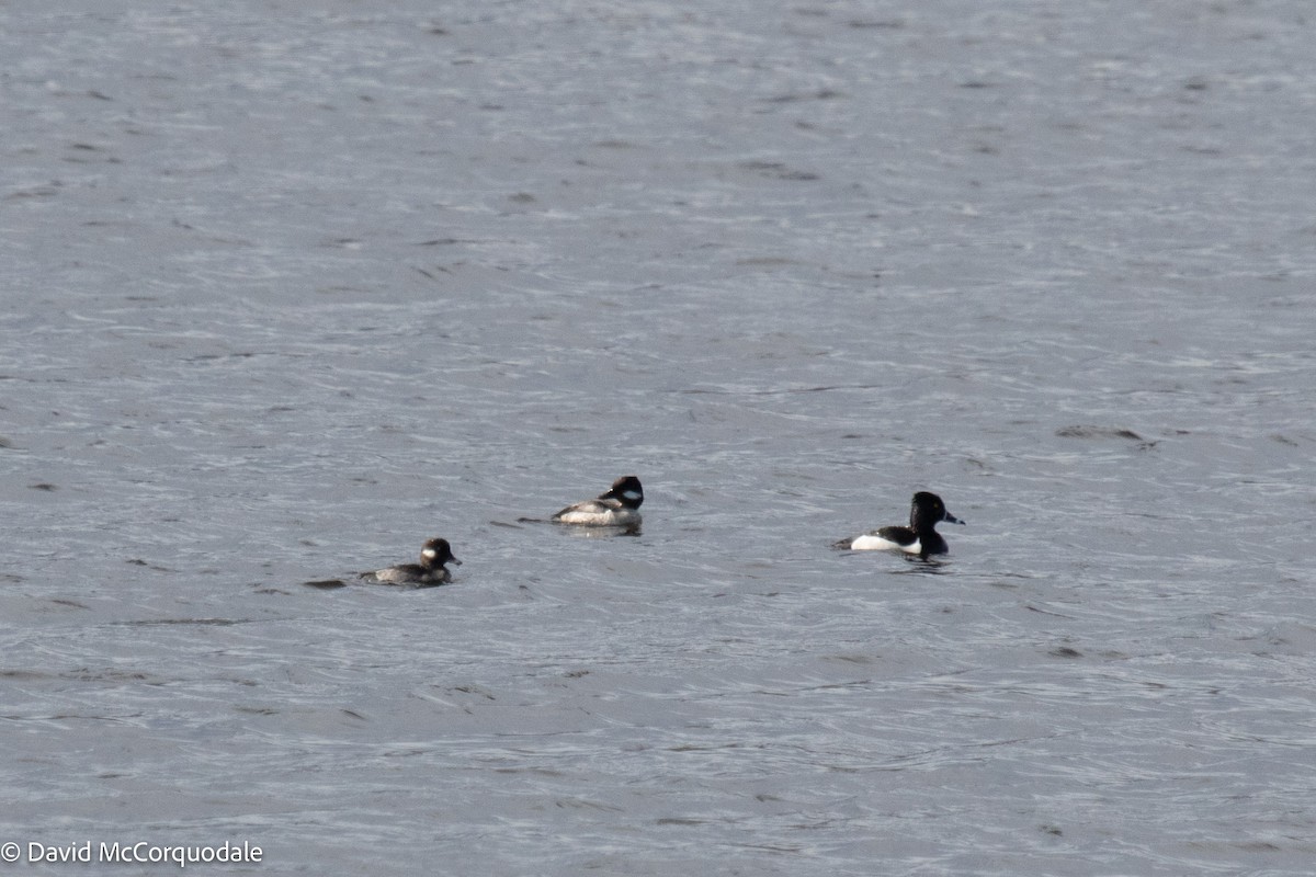 Bufflehead - ML448542041