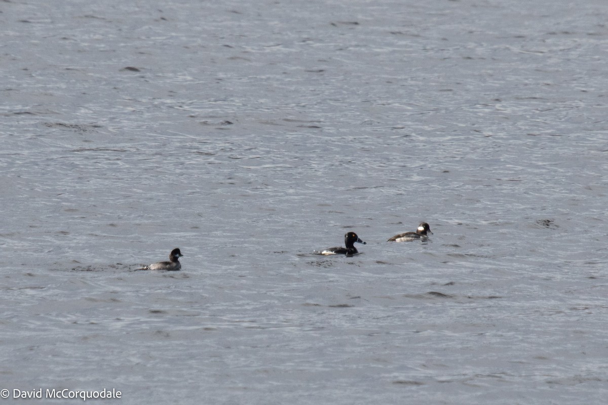 Bufflehead - ML448542051