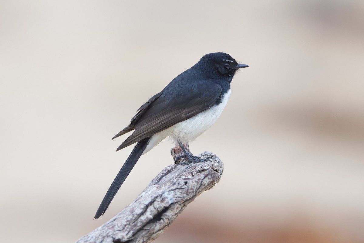 Willie-wagtail - ML448543231