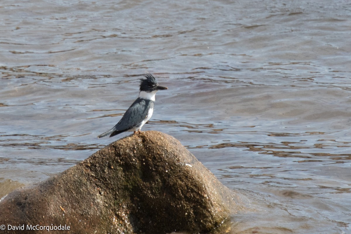 Belted Kingfisher - ML448543871