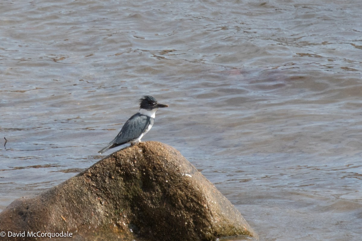 Belted Kingfisher - ML448543891