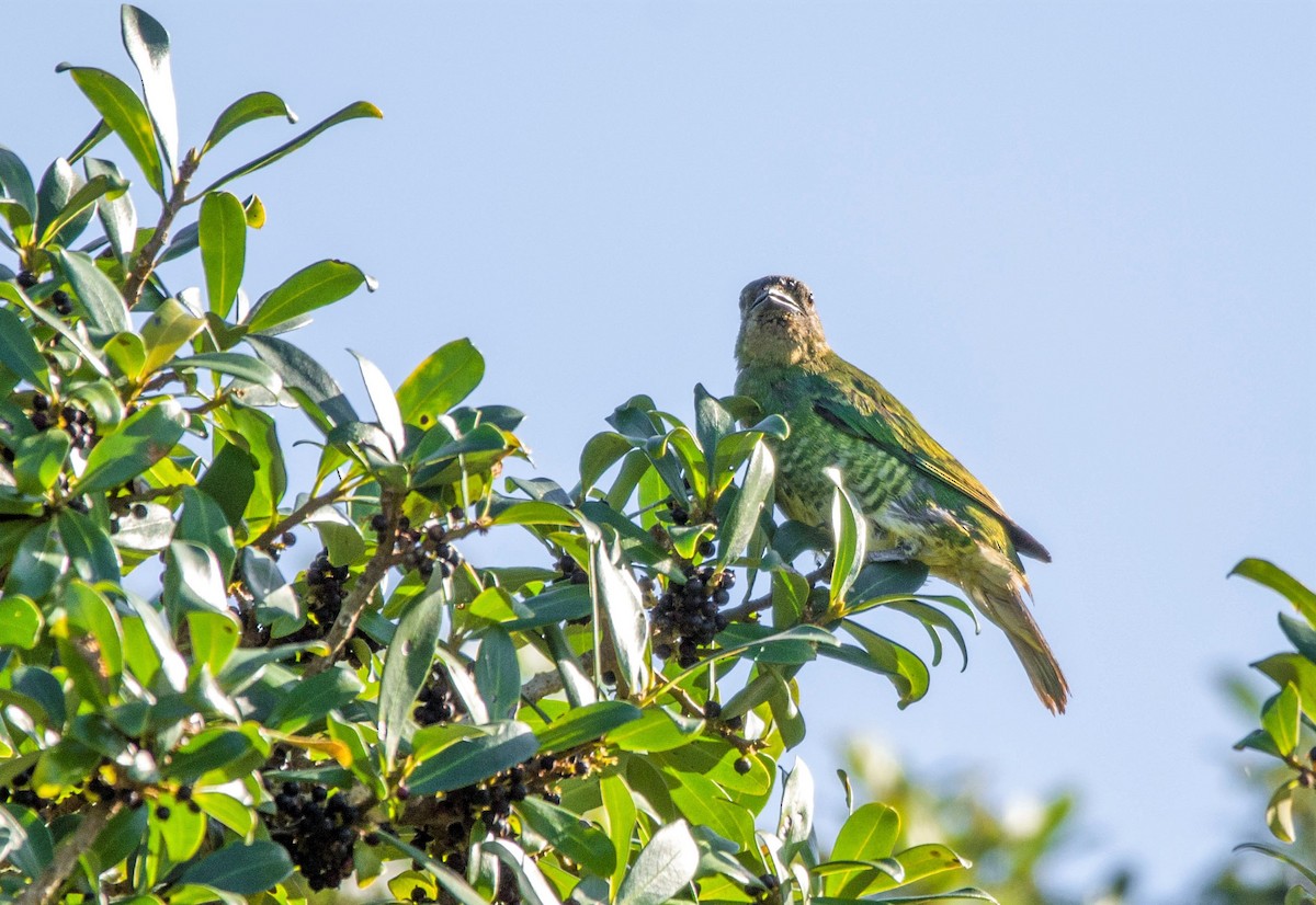 Tangara Golondrina - ML448544501