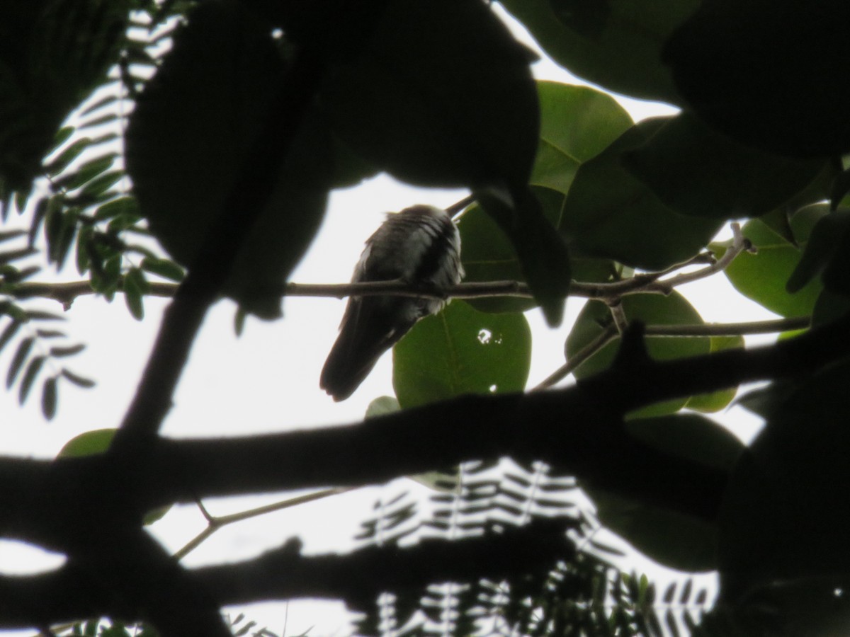 Black-throated Mango - ML448545101