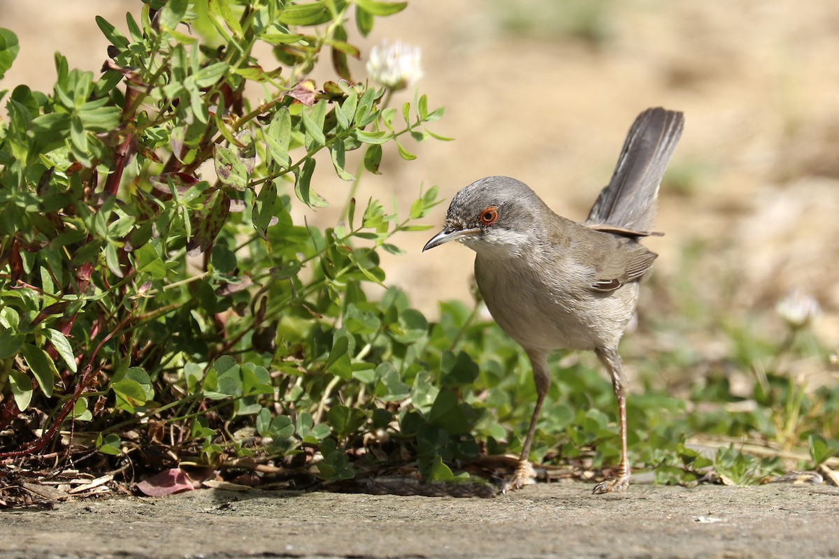 Sardinian Warbler - ML448545111