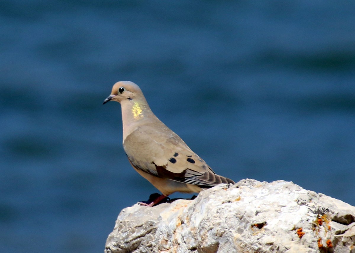 Mourning Dove - ML448546991