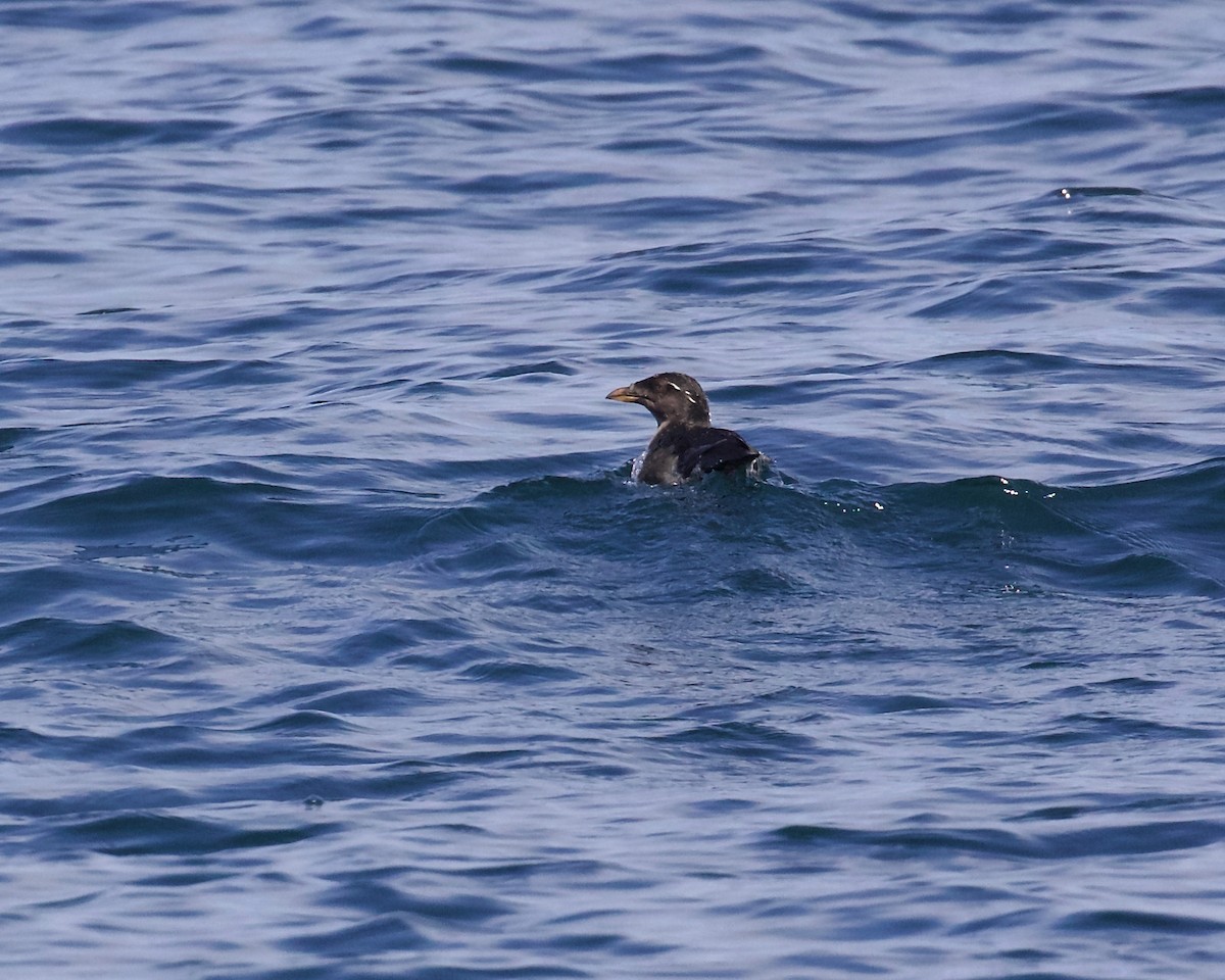 Rhinoceros Auklet - ML448547111