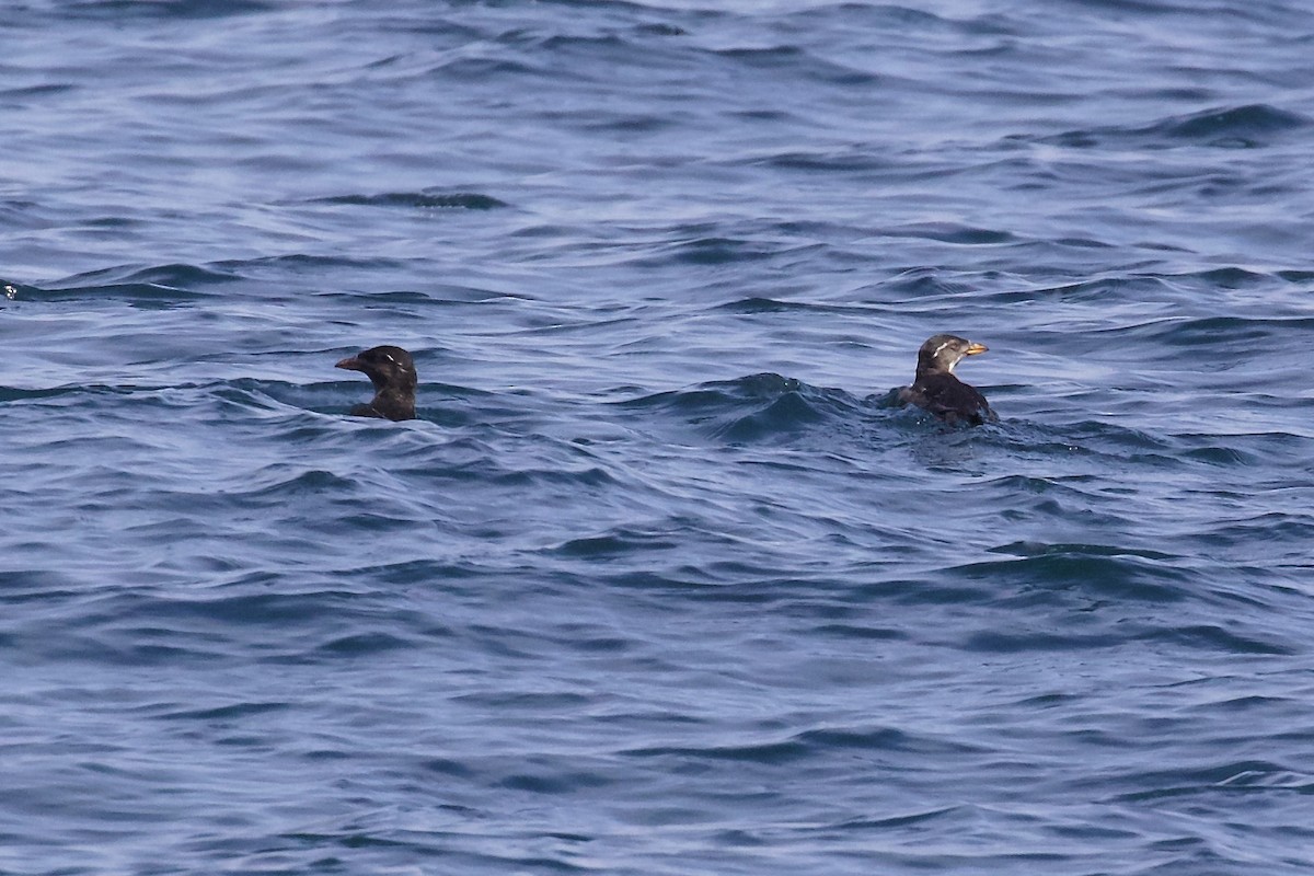 Rhinoceros Auklet - ML448547131