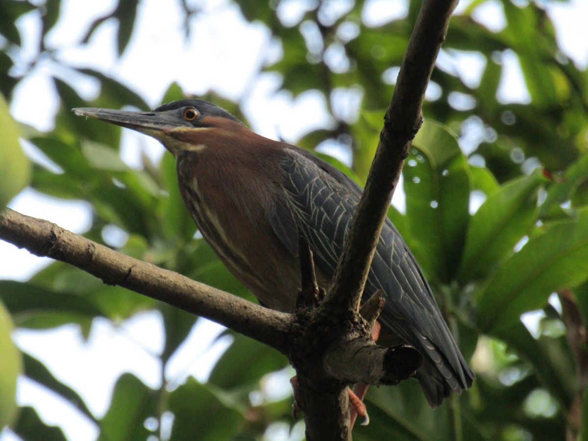 Green Heron - ML448547181