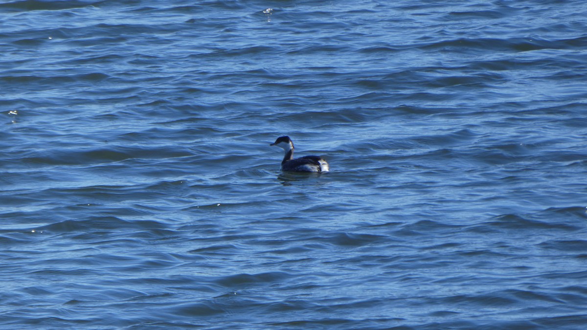 Horned Grebe - ML44855041