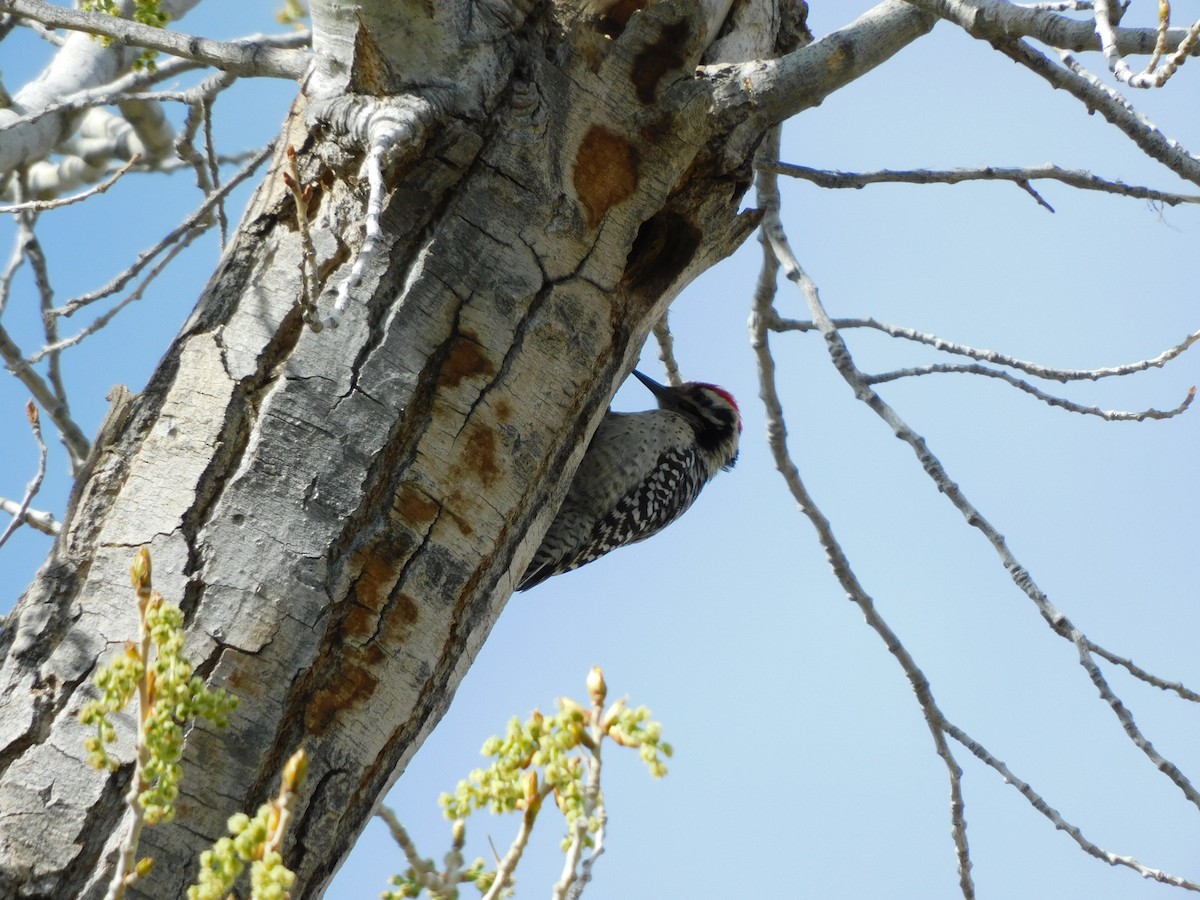 Ladder-backed Woodpecker - ML448551691
