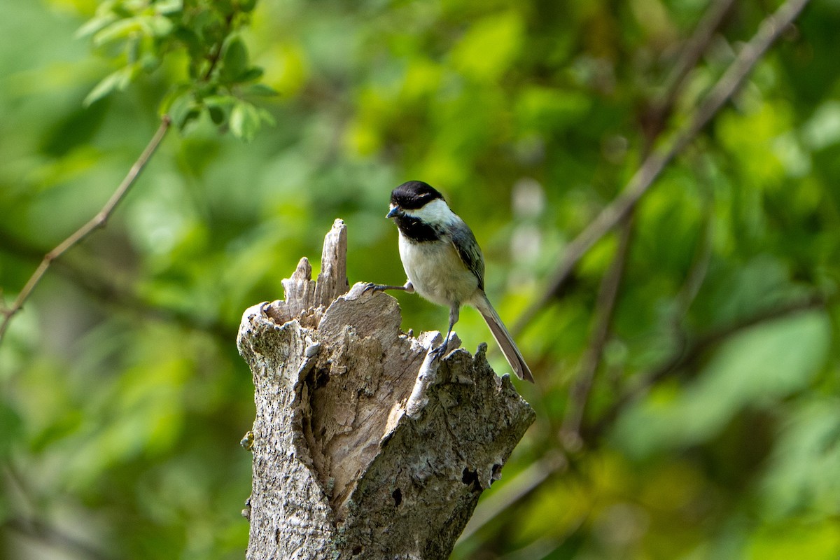 Black-capped Chickadee - ML448553181