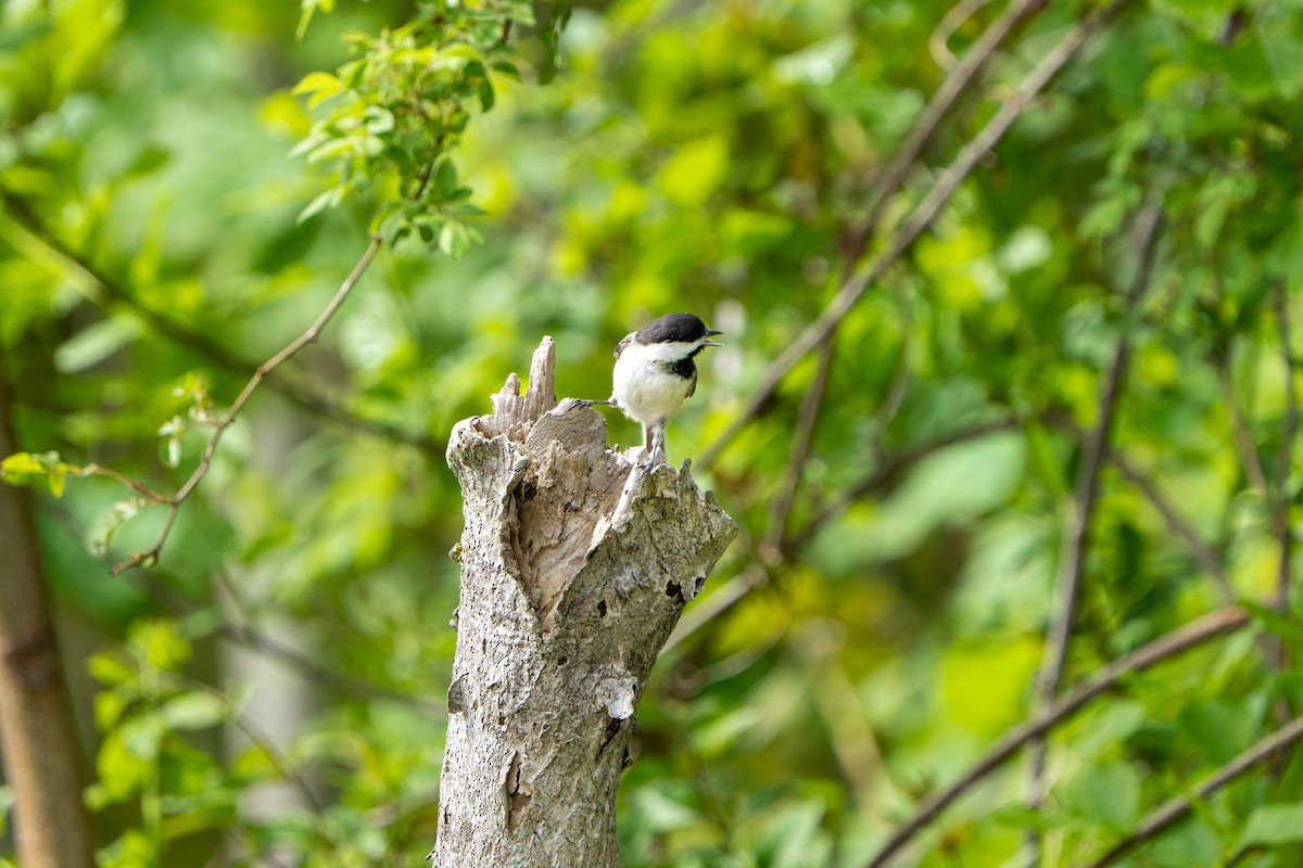 Black-capped Chickadee - ML448553251