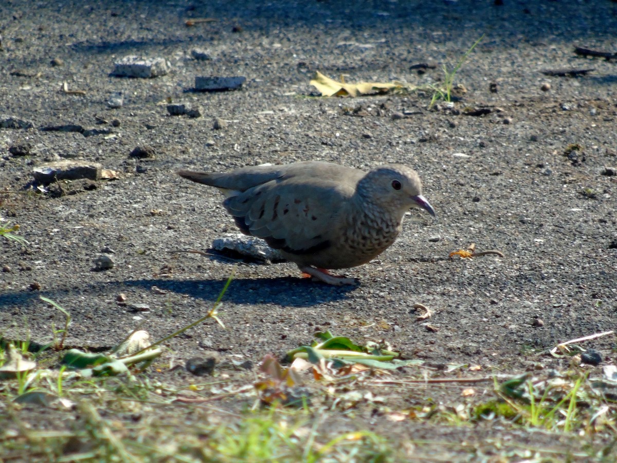 Common Ground Dove - ML448553371