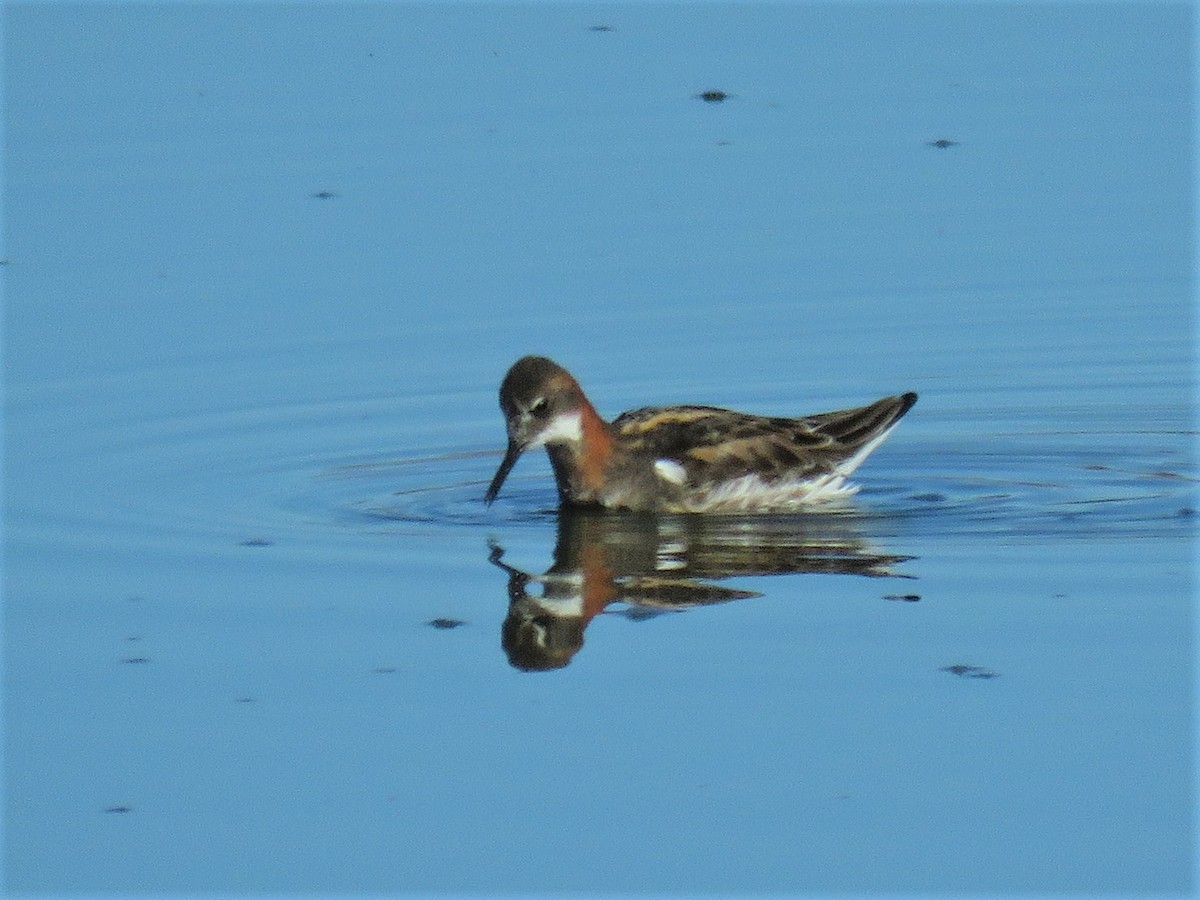 Red-necked Phalarope - ML448553931