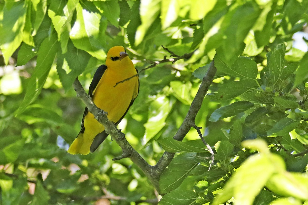 Eurasian Golden Oriole - ML448554321