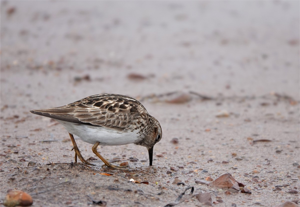 Least Sandpiper - ML448555311