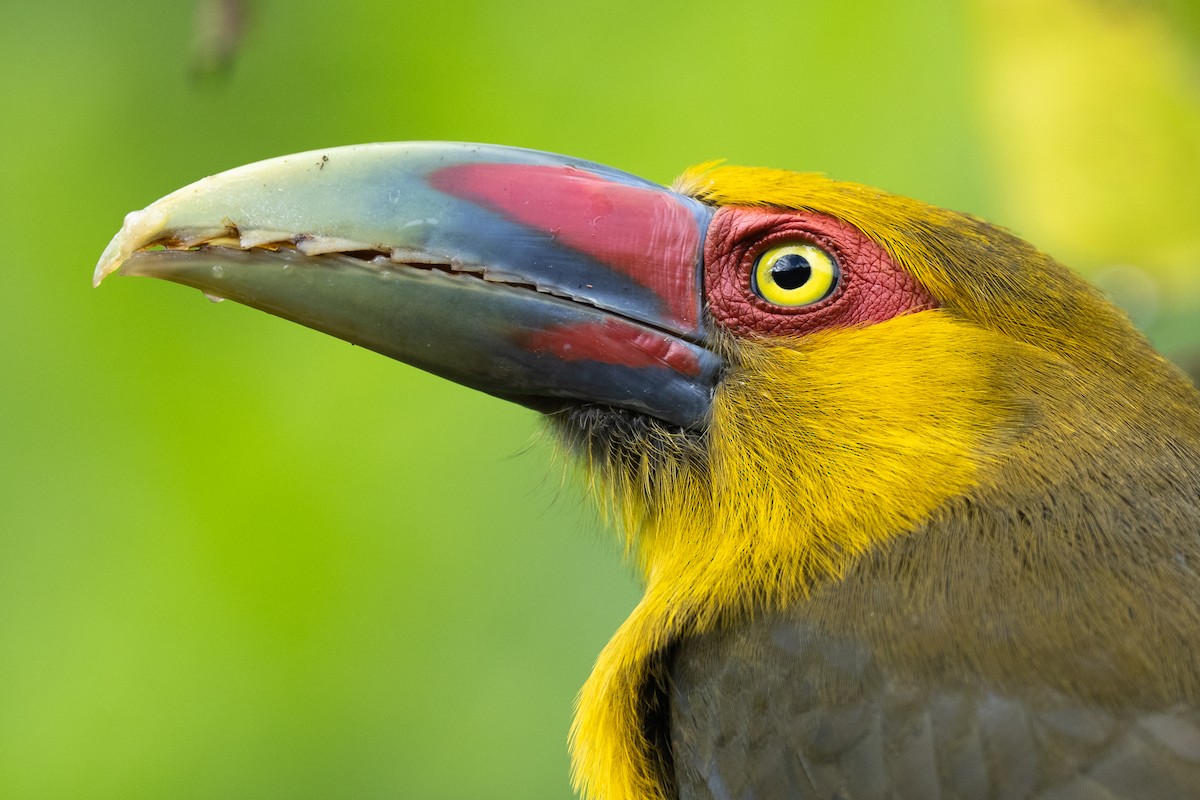 Saffron Toucanet - Daniel Hinckley | samazul.com