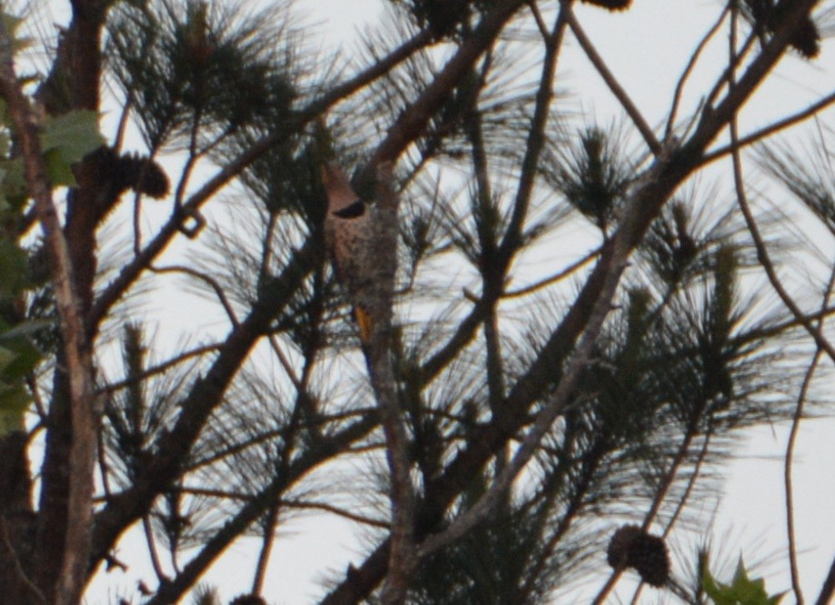 Northern Flicker (Yellow-shafted) - ML448556811