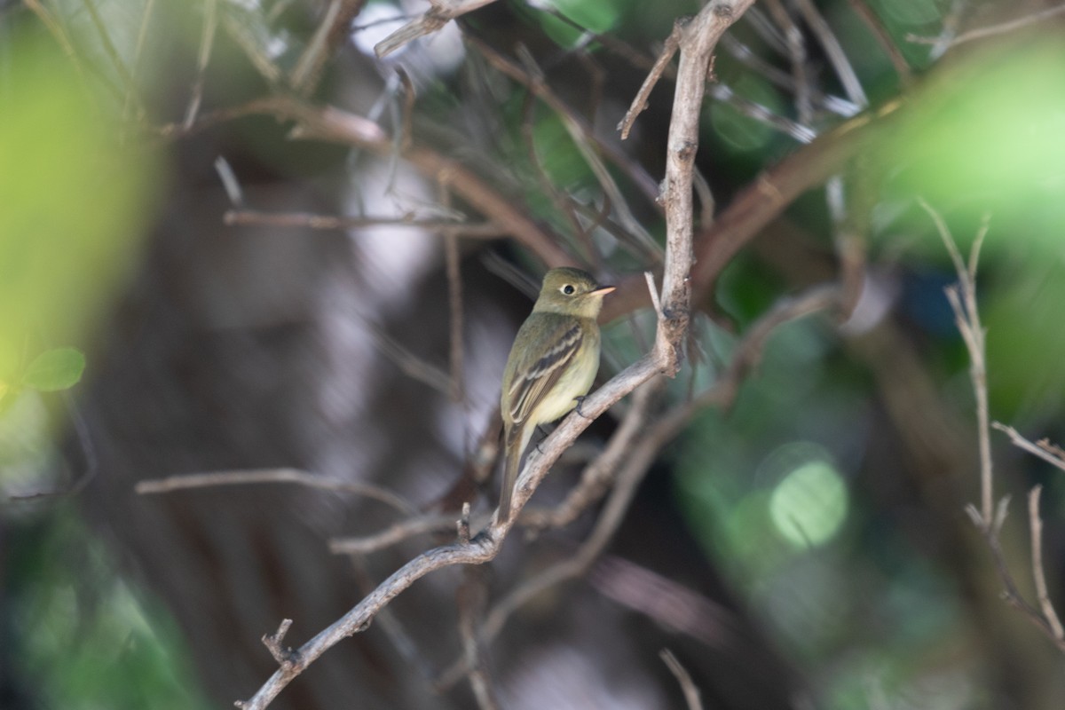 Western Flycatcher (Pacific-slope) - ML448557701