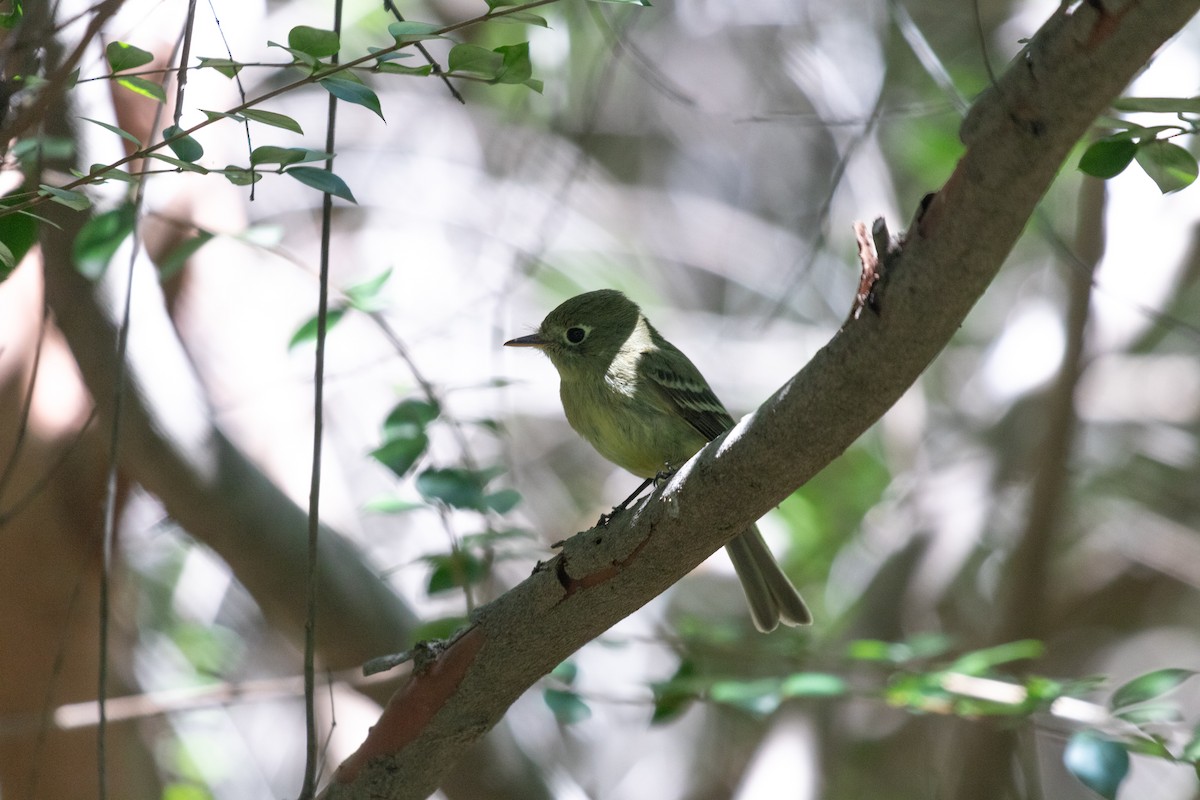 Western Flycatcher (Pacific-slope) - ML448557721