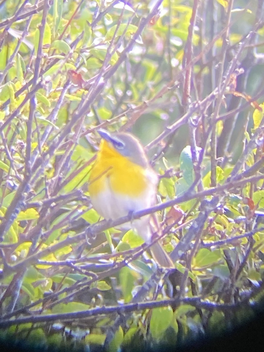 Yellow-breasted Chat - ML448558531