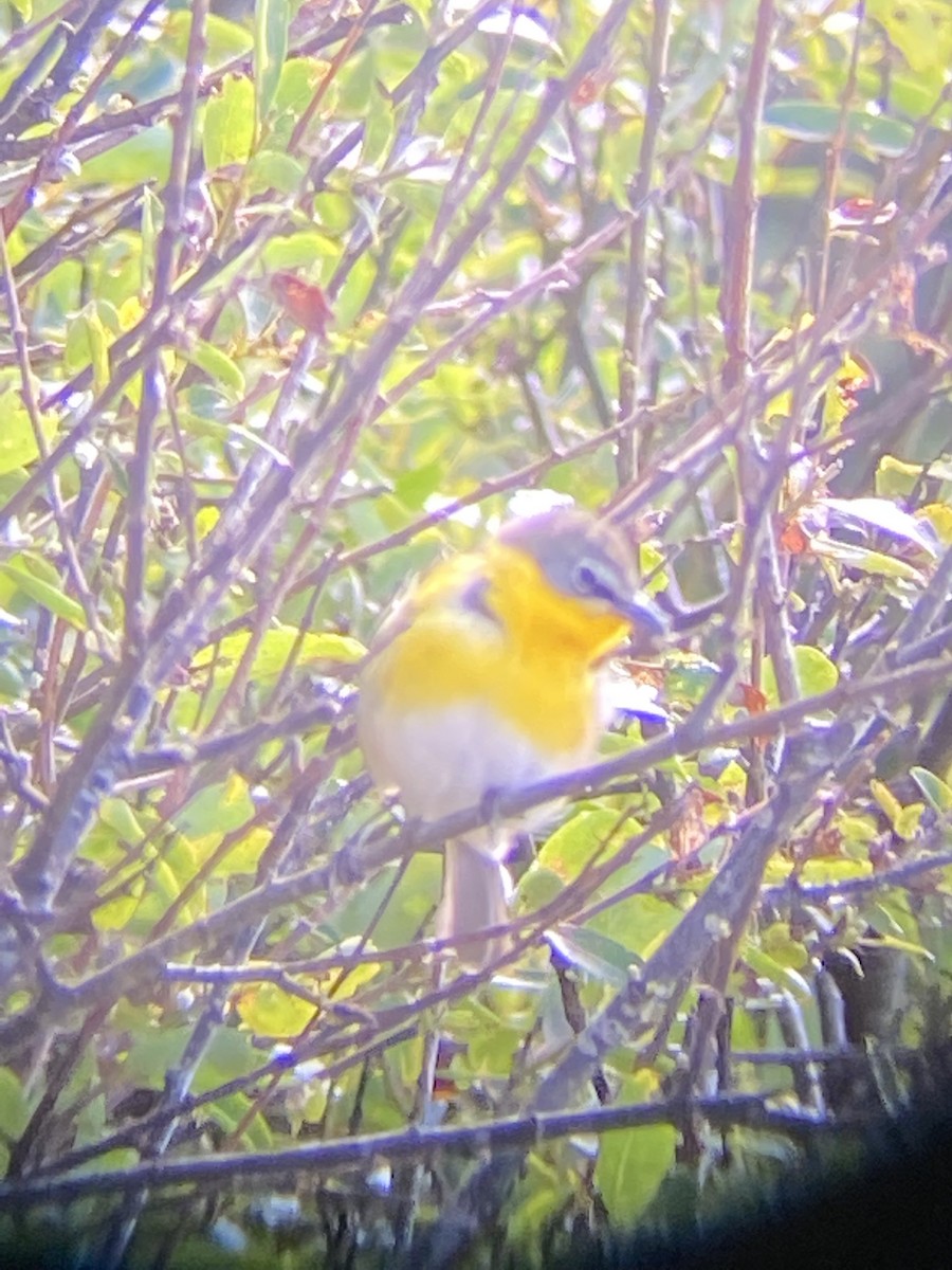 Yellow-breasted Chat - Tim Bray