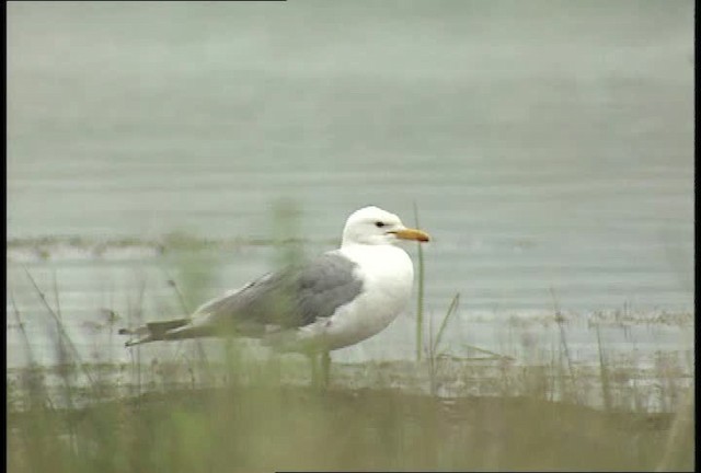 California Gull - ML448559