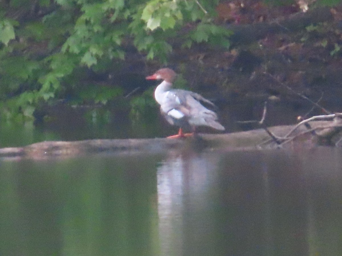 Common Merganser - ML448560131