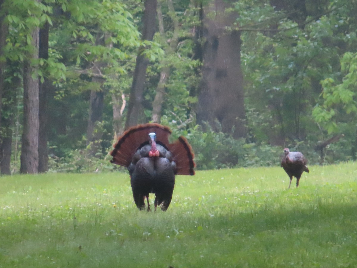 Wild Turkey - ML448560211