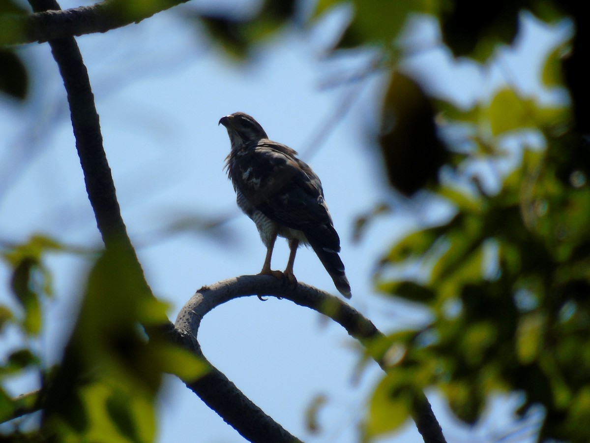 Gray Hawk - ML448560411