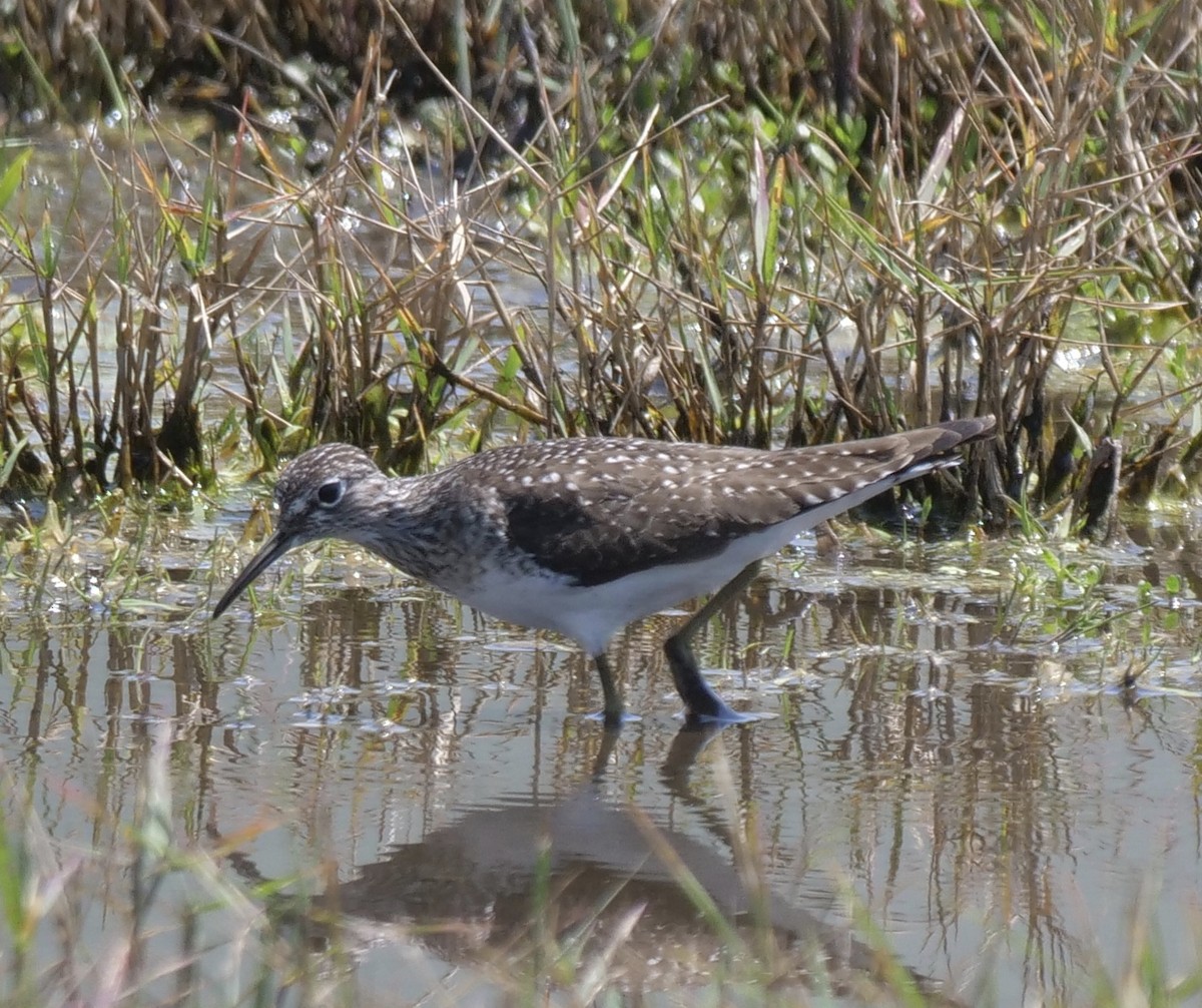 eremittsnipe - ML448560501