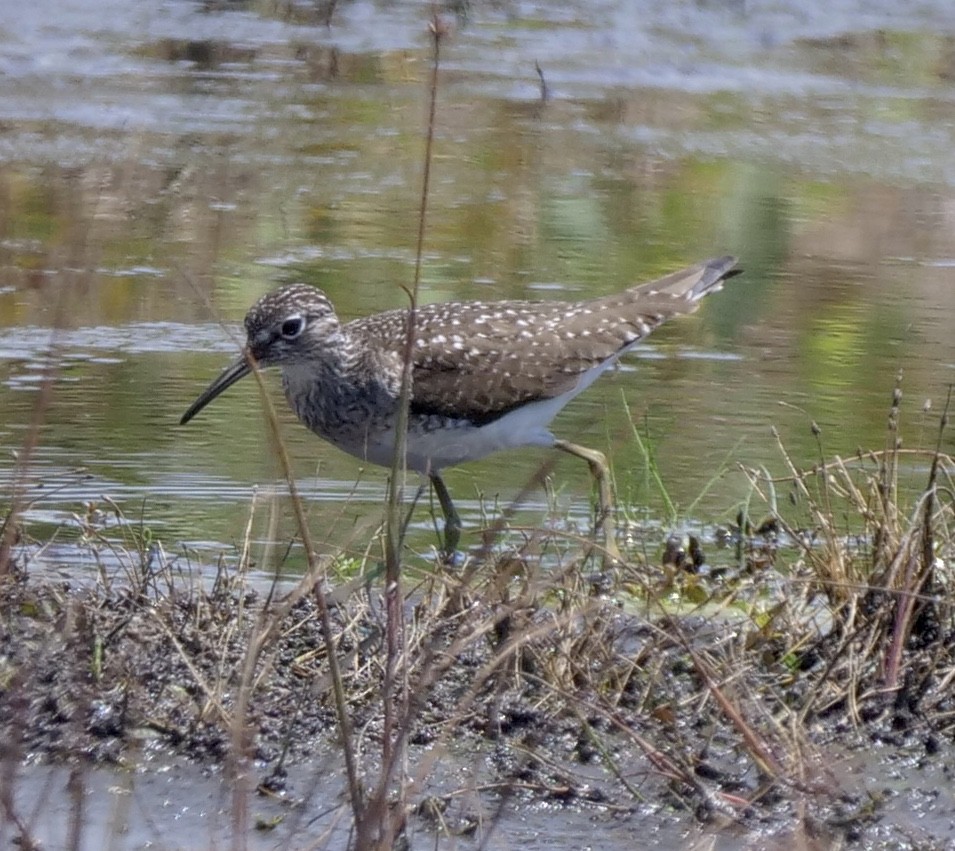 eremittsnipe - ML448560511