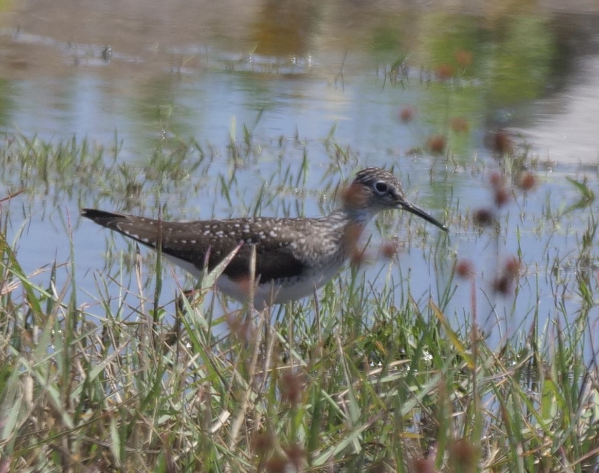 eremittsnipe - ML448560621