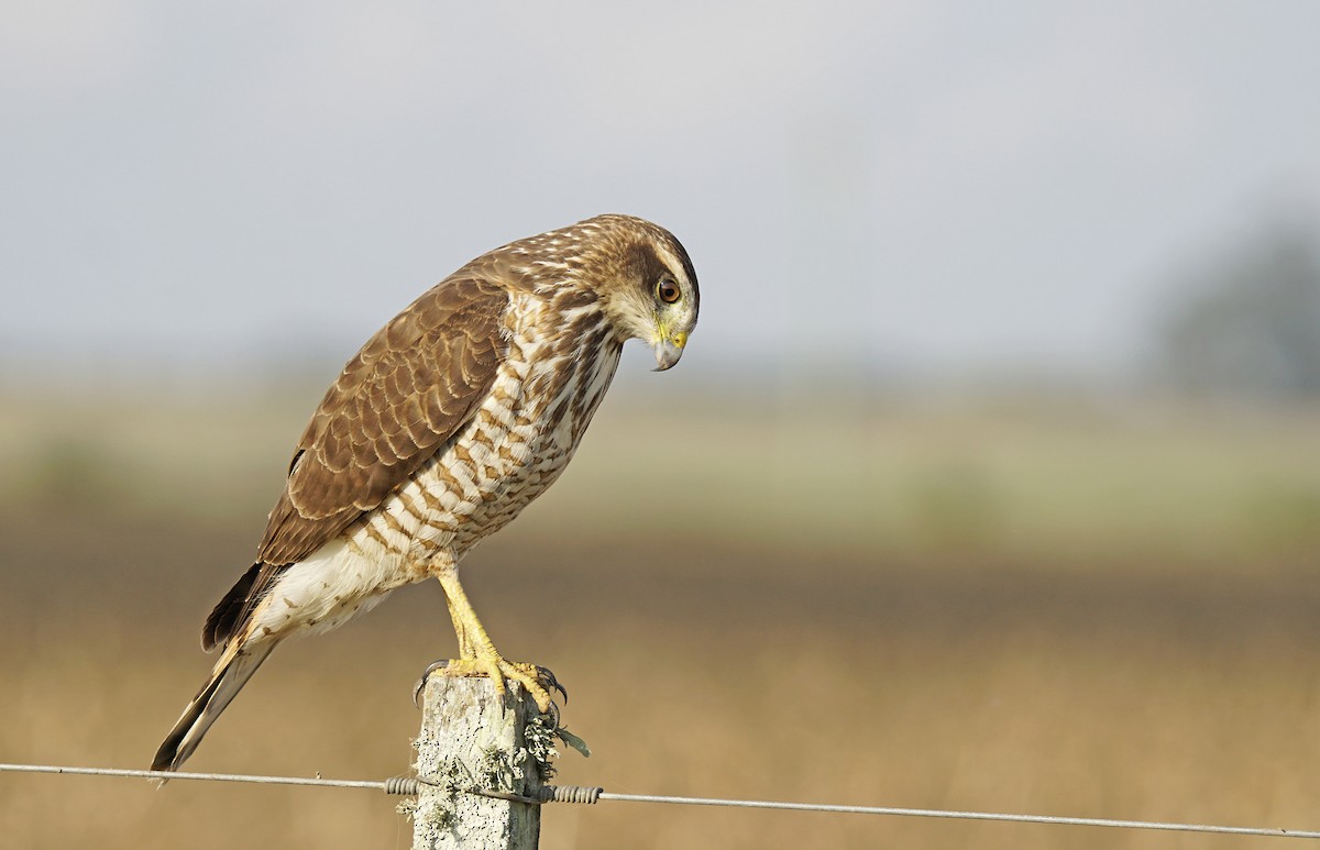 Roadside Hawk - ML448561191