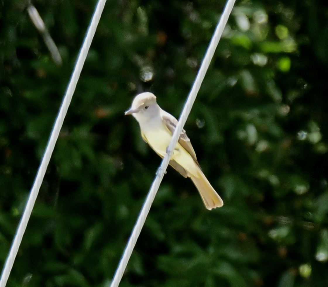 Great Crested Flycatcher - ML448561701