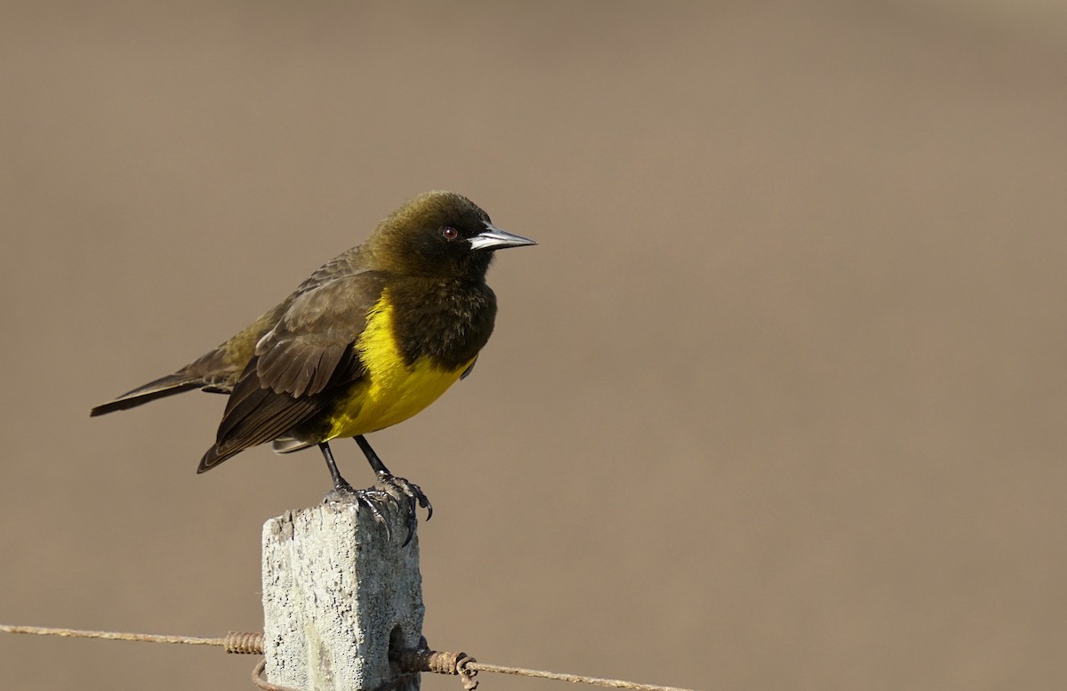 Brown-and-yellow Marshbird - Adrian Antunez