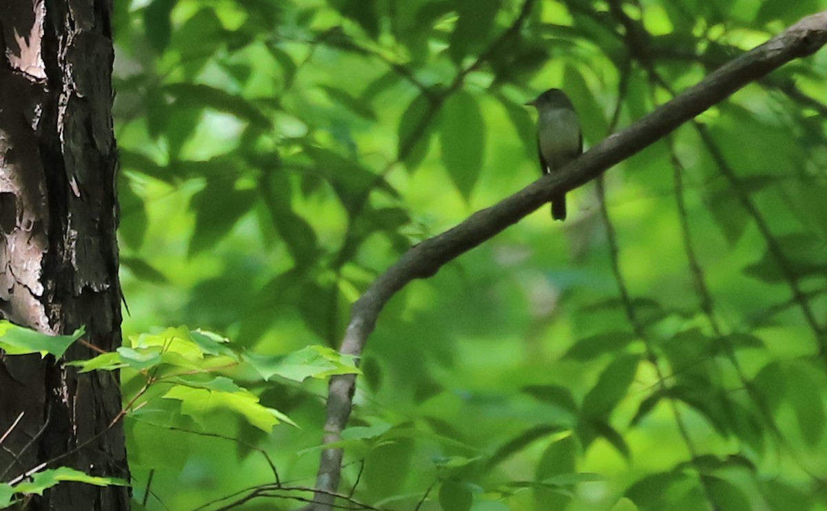 Acadian Flycatcher - Rob Bielawski