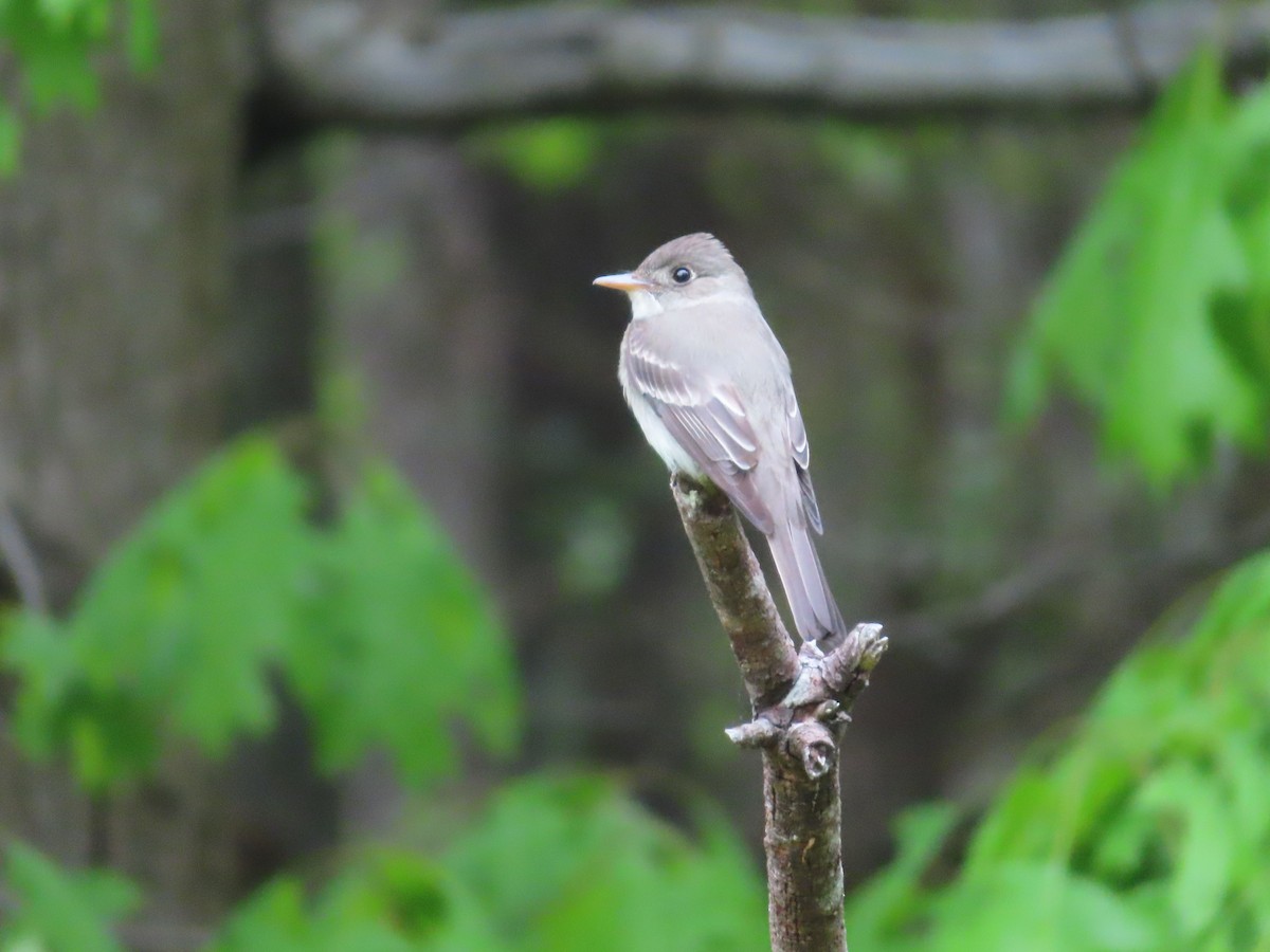 Eastern Wood-Pewee - ML448562081