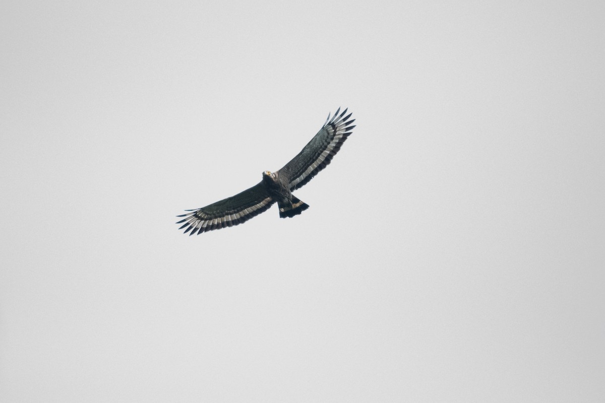 Crested Serpent-Eagle - ML448562121