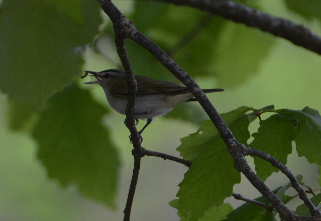 Vireo Ojirrojo - ML448564451