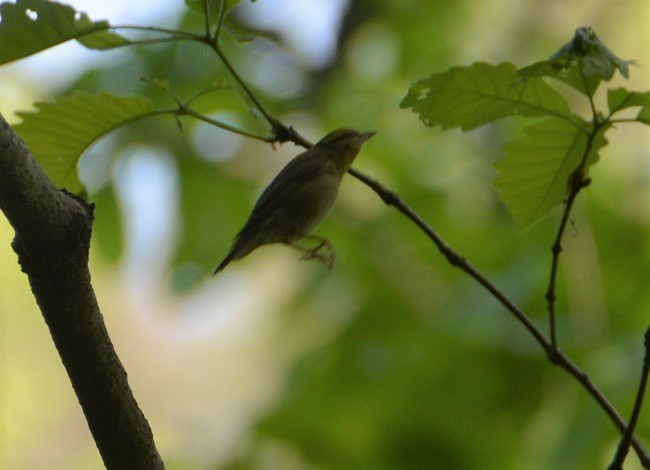 Worm-eating Warbler - "Chia" Cory Chiappone ⚡️