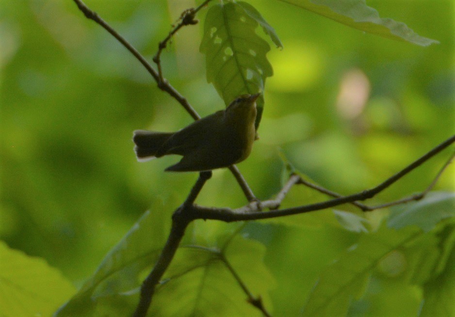 Worm-eating Warbler - "Chia" Cory Chiappone ⚡️