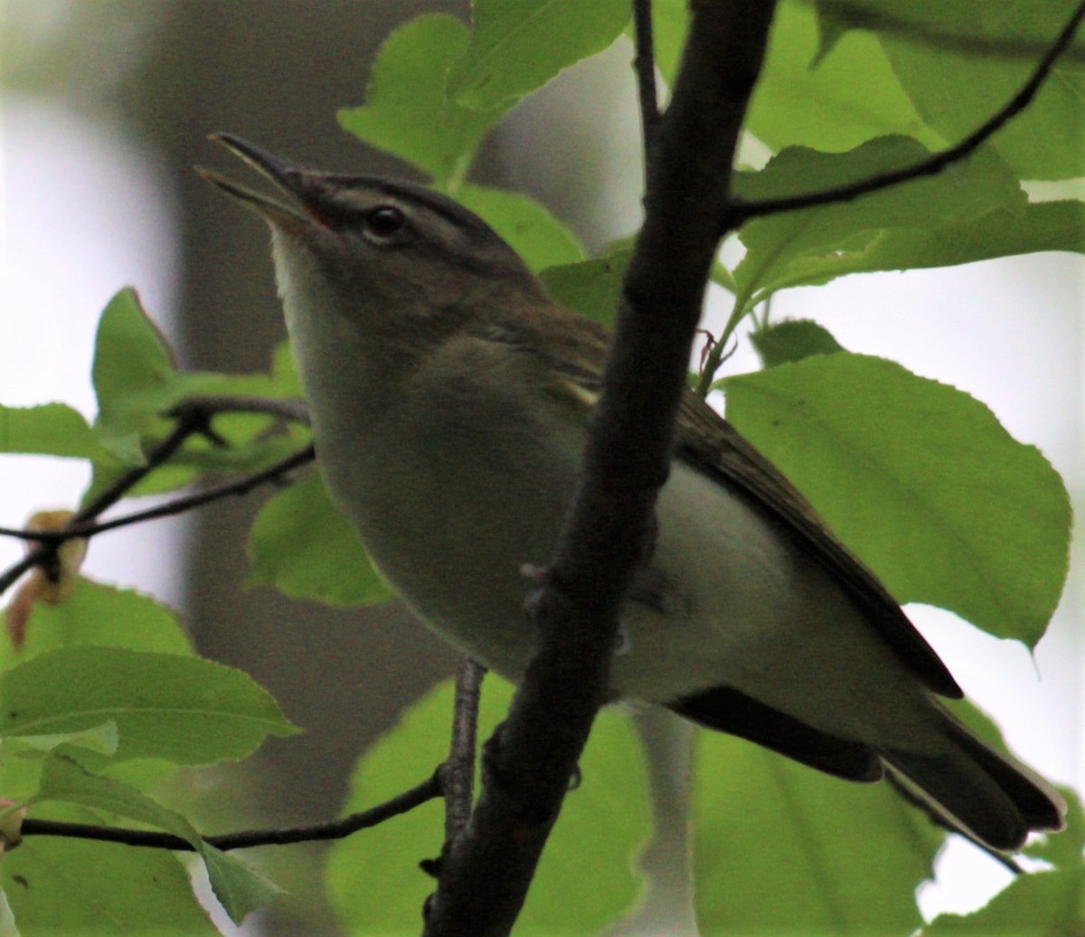 Kızıl Gözlü Vireo - ML448565761