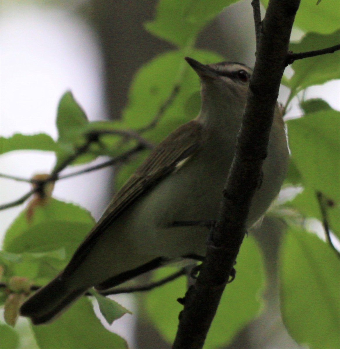 Kızıl Gözlü Vireo - ML448565771