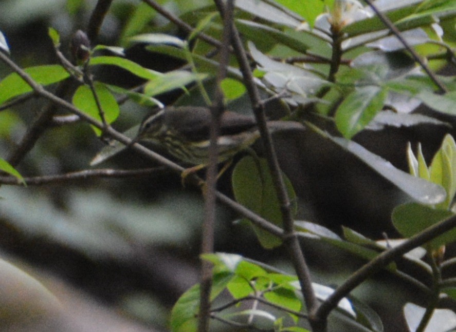 Reinita Charquera de Luisiana - ML448566931