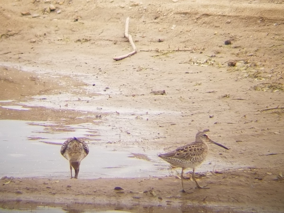 Short-billed Dowitcher - ML448566941